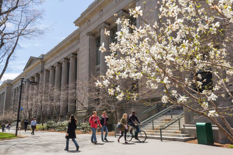 A white bush in bloom in spring in front of Langdell Hall on Harvard Law Campus